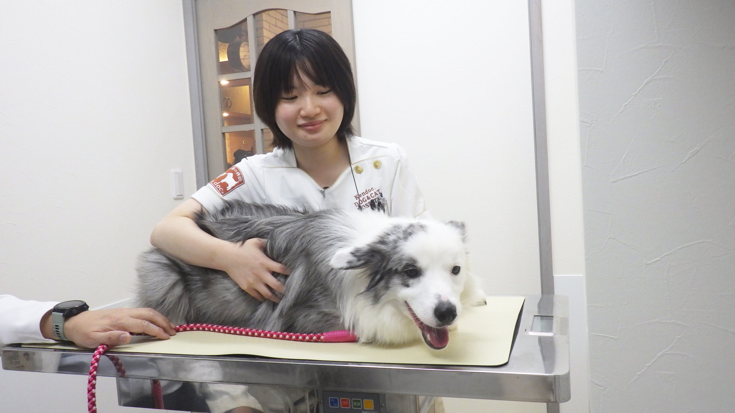愛玩動物看護師